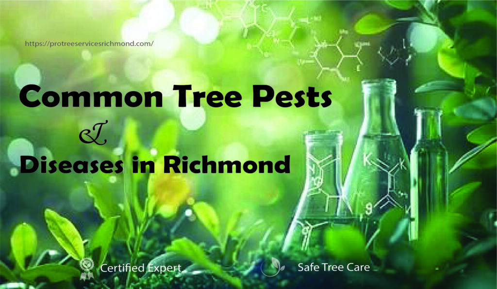 Common Tree Pests & Diseases in Richmond | And How Homeowners Can Handle Them