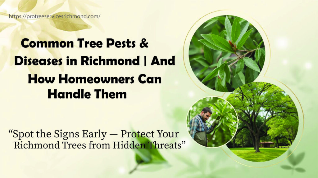 Common Tree Pests & Diseases in Richmond And How Homeowners Can Handle Them