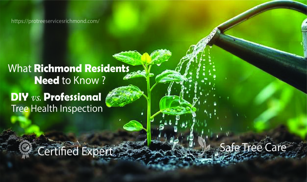 What Richmond Residents Need to Know? | DIY vs. Professional Tree Health Inspection