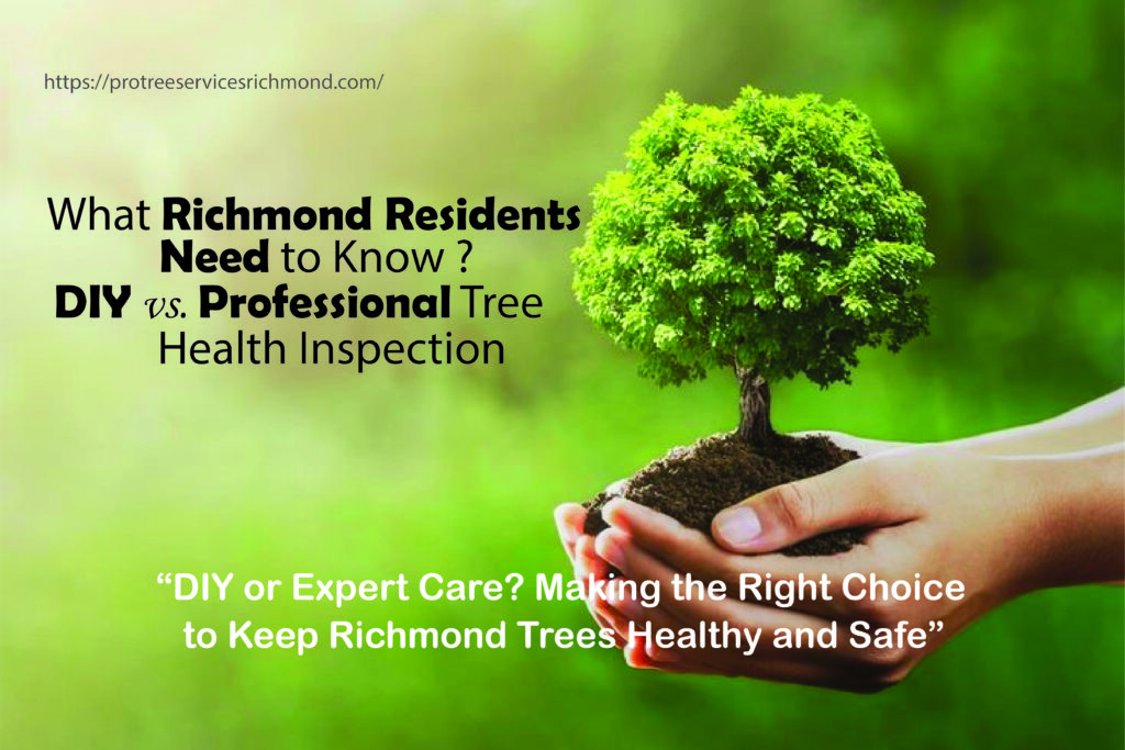 What Richmond Residents Need to Know DIY vs. Professional Tree Health Inspection?